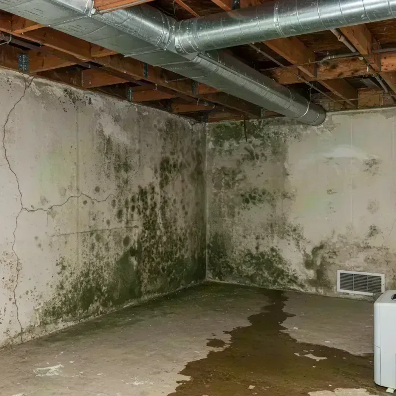 Professional Mold Removal in Bismarck, MO